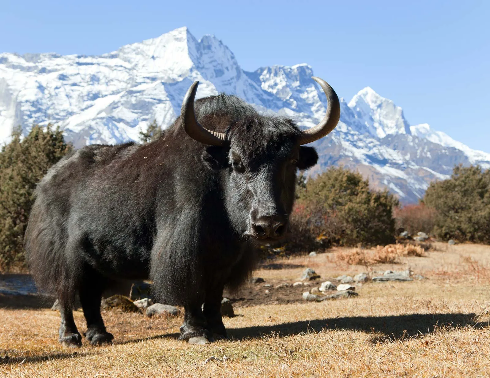 Himalayan Yak